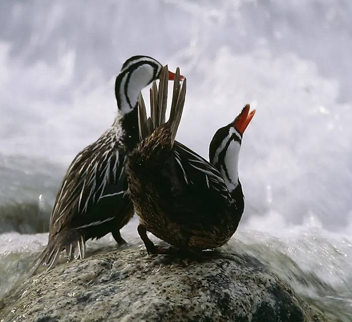 the bird in the mountains 2