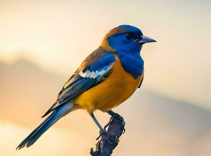 Exploring the Enigmatic Presence of “The Bird in the Mountains”: A Journey into Myth, Symbolism, and Natural Wonder the bird in the mountains e1716096389578