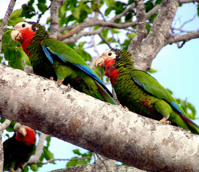 the bird is the word 1