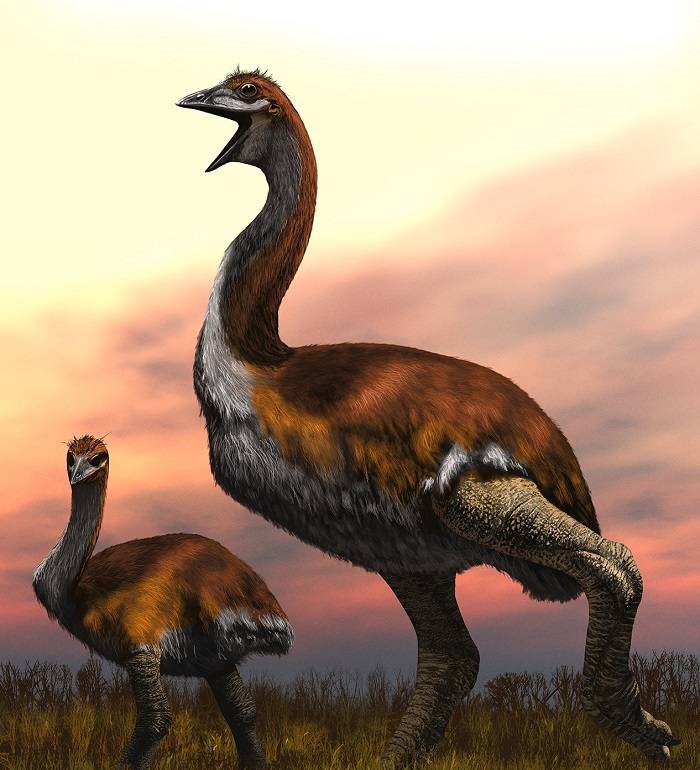 what is the biggest bird 1