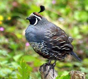 The California State Bird: A Symbol of Pride and Beauty
