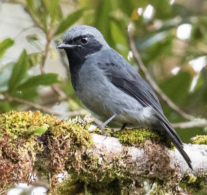 The Enigmatic Red Flagged Bird 1