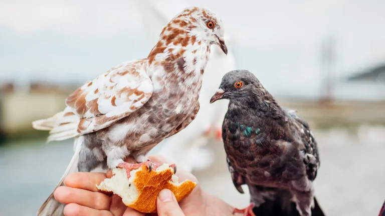 Decoding the Symbolism of Bird Visits: What Does It Mean When a Bird Comes to You? What does it mean when a bird visits you