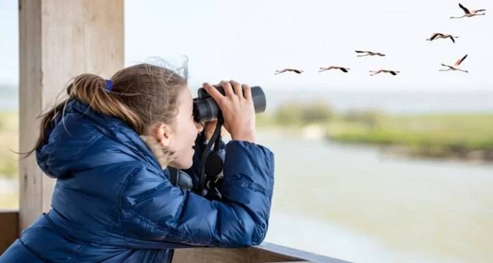 Choosing Your Wingman: A Comprehensive Guide to the Best Binoculars for Bird Watching best binoculars for bird watchingd