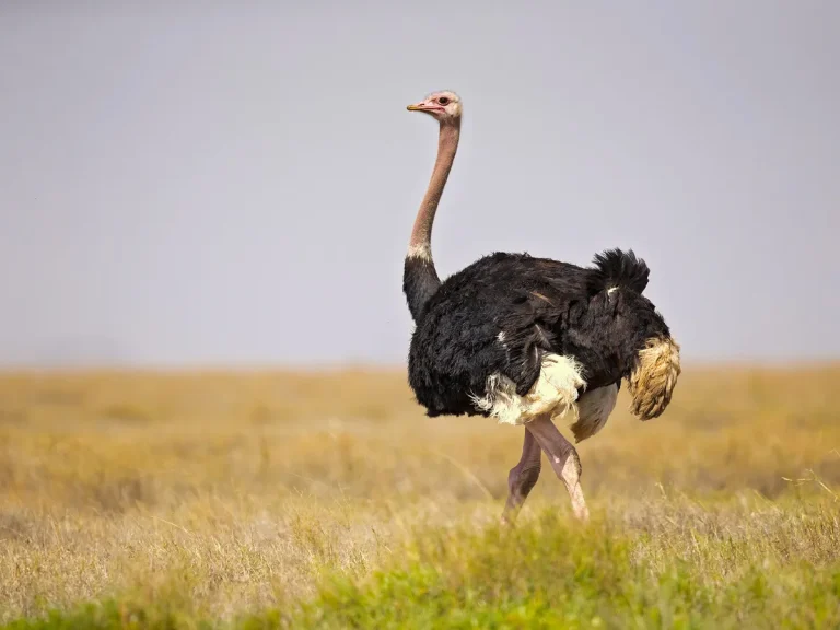 biggest birds in the world