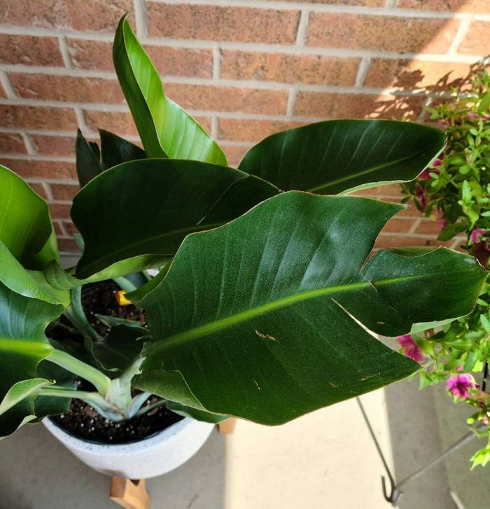 bird of paradise leaves curling 1