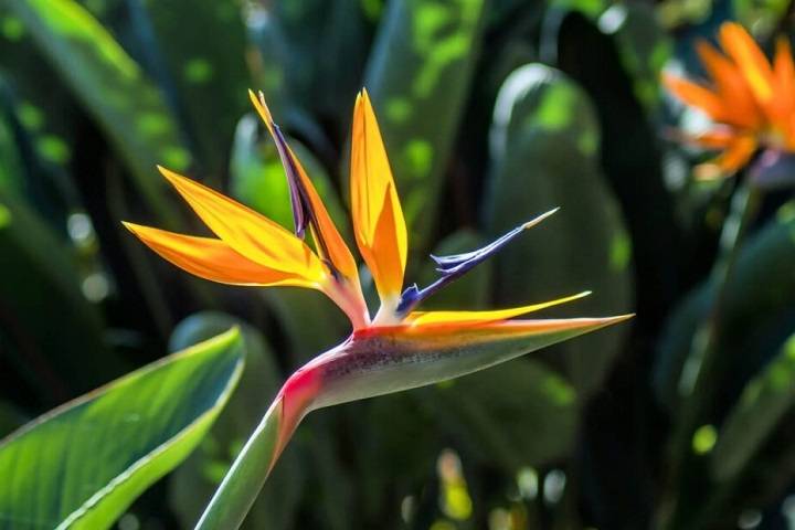 Understanding and Remedying Bird of Paradise Leaves Curling: A Comprehensive Guide for Plant Enthusiasts bird of paradise leaves curling