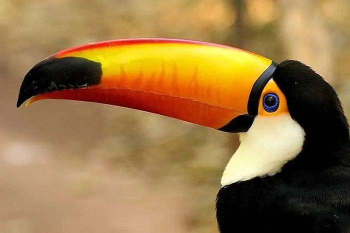 bird with long beaksff