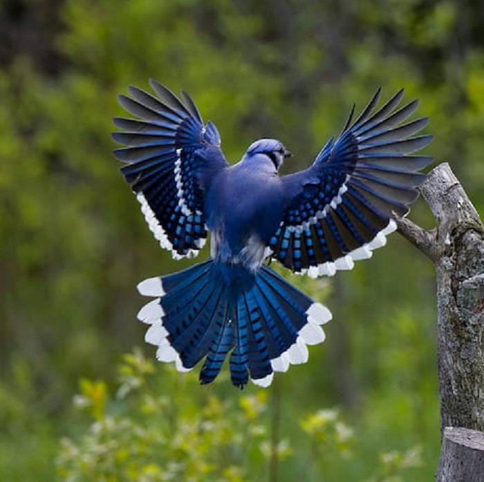 blue bird spiritual meaning 2