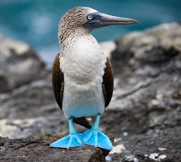 blue footed marine bird nyt 2