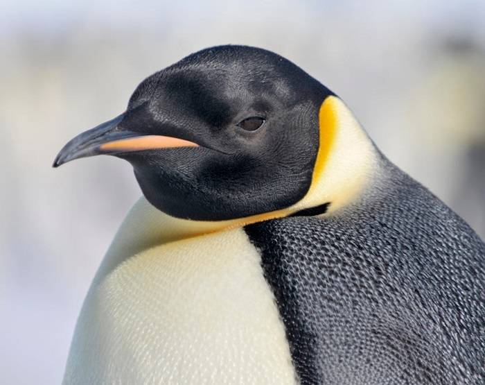 emperor penguin by laogephoto d609prv fullview