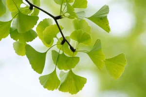 leaves ginkgo tree