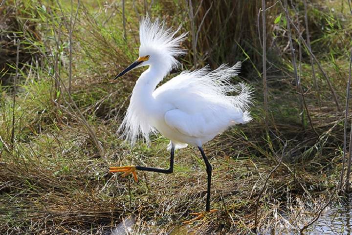 In the Graceful Embrace of Nature: Exploring the World of Long-Legged Wading Birds as Portrayed by The New York Times long legged wading bird nytfg