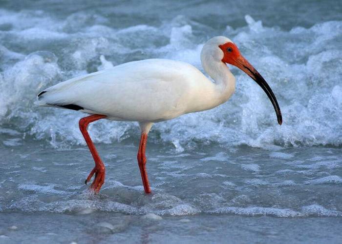 long legged wading bird nytsfg