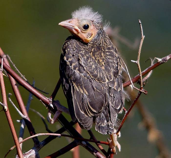 what does it mean when a bird flies in your house 2