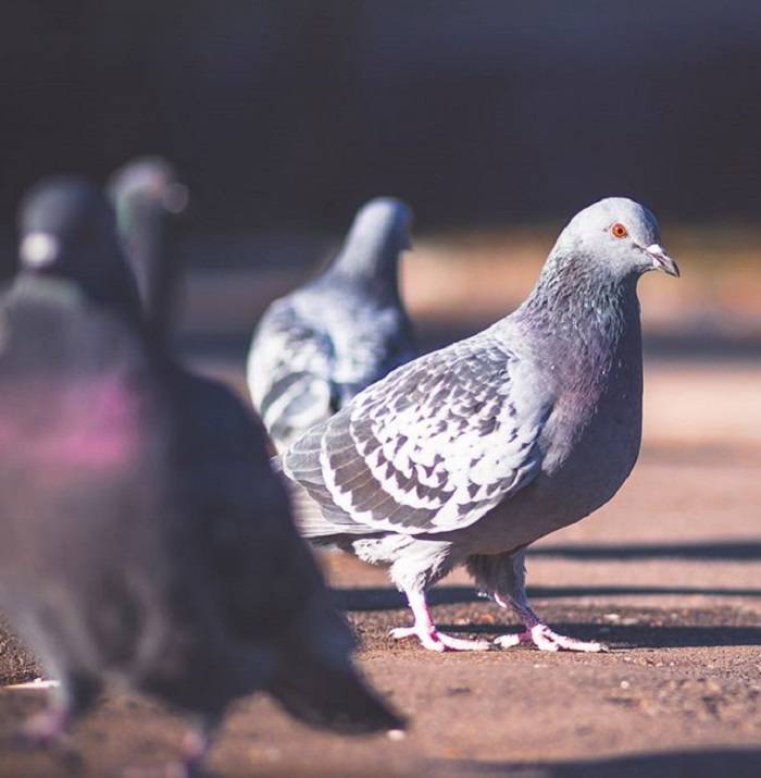 what kills bird mites instantly 2