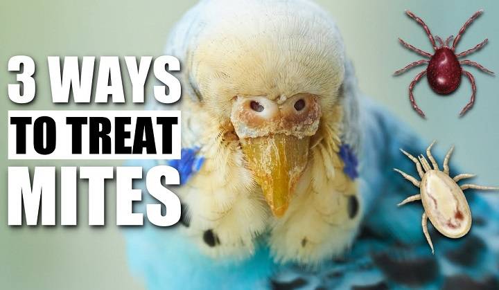 Banishing Bird Mites: Effective Methods to Eliminate Infestations and Ensure Your Home’s Comfort what kills bird mites instantly