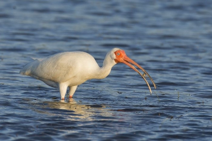 How Do Sea Birds Hunt for Food