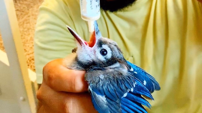 How to Encourage Baby Birds to Eat Independently