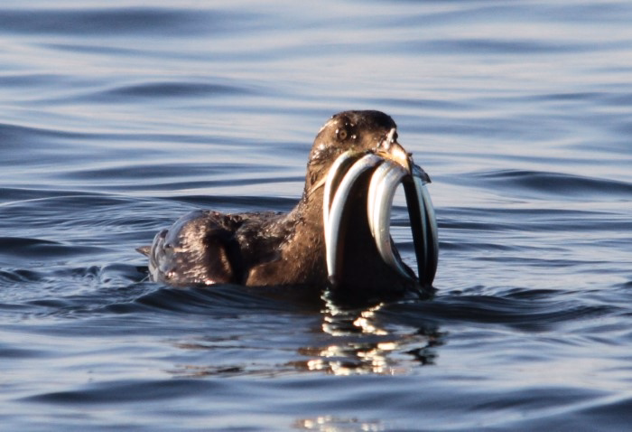 The Impact of Human Activities on Seabirds Diets