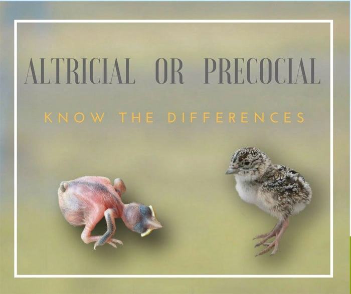 Understanding Baby Bird Development