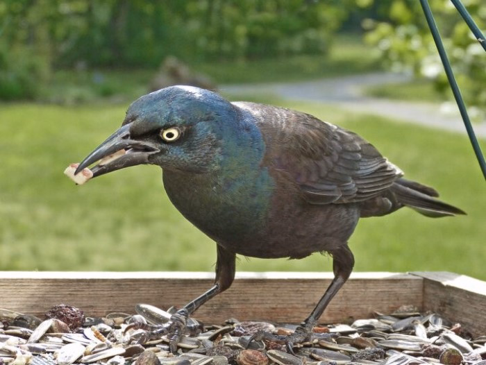When Do Different Bird Species Start Eating on Their Own