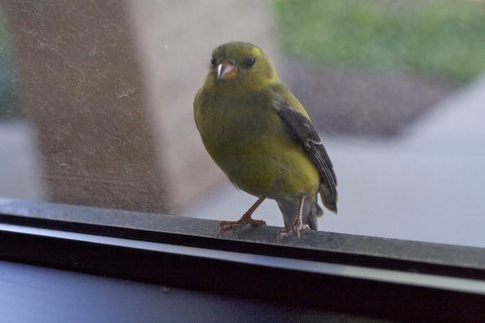 why do birds peck at windows 1