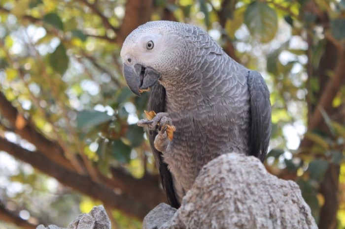 African Grey Parrot