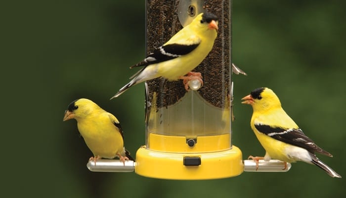 Best Types of Feeders for Nyjer Seed