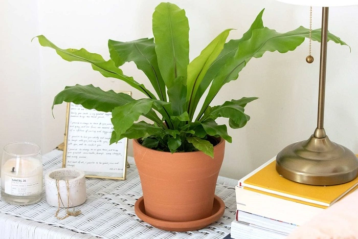 Birds Nest Fern Care Tips All Varieties