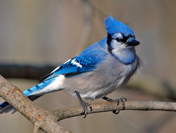 Blue Jay Cyanocitta cristata