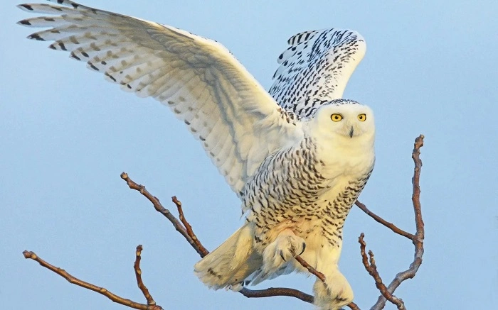 Common Birds Youll See in Snowy Weather 1