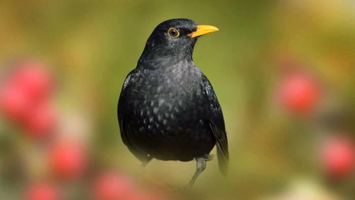 Common Black Birds You Might See