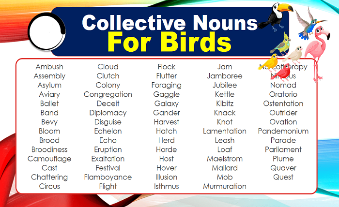 Common Collective Nouns for Birds