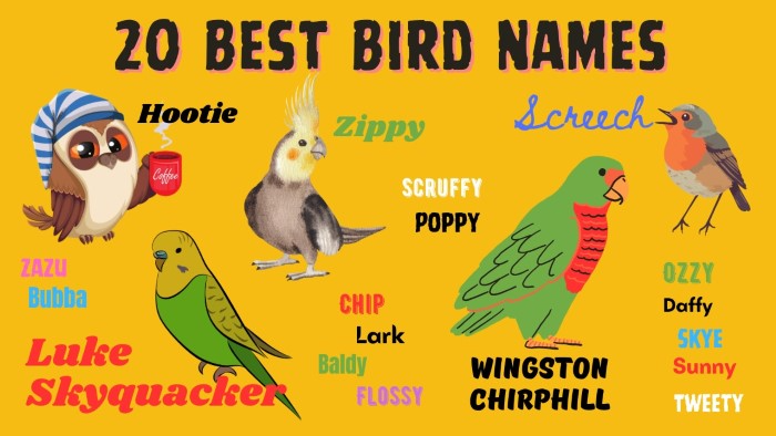 Funny or Unusual Bird Group Names