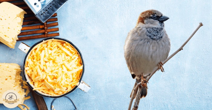 How to Offer Cheese to Birds