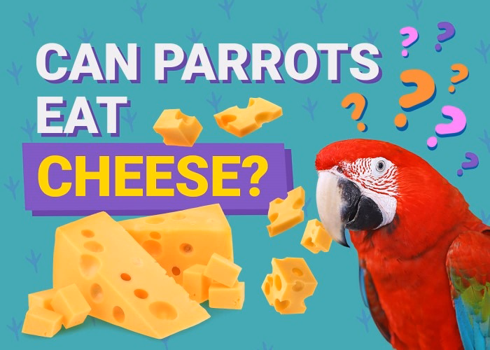 Is Cheese Safe for Pet Birds