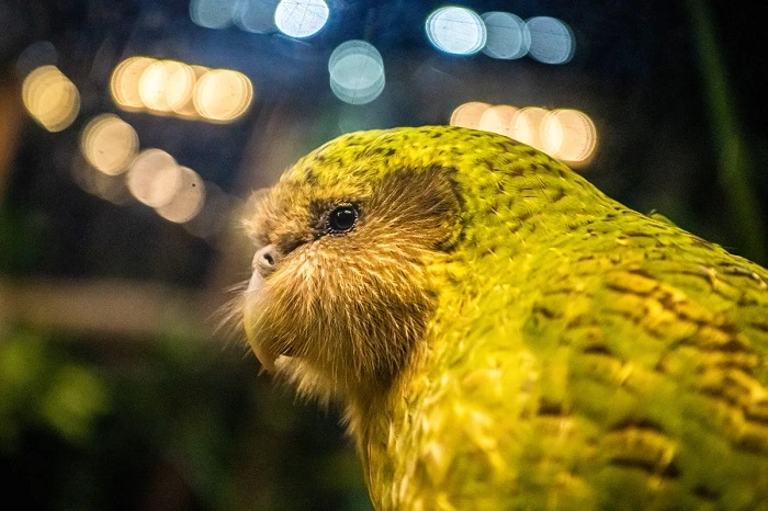 Kakapodrr