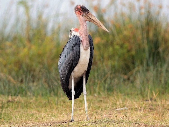 Marabou Storkdf