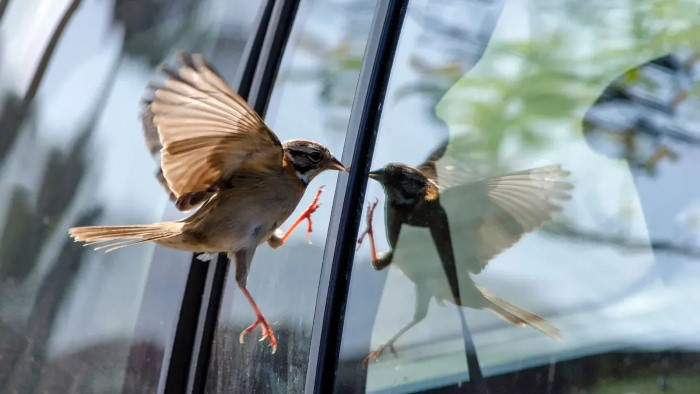 Scientific Reasons Birds Fly Into Windows
