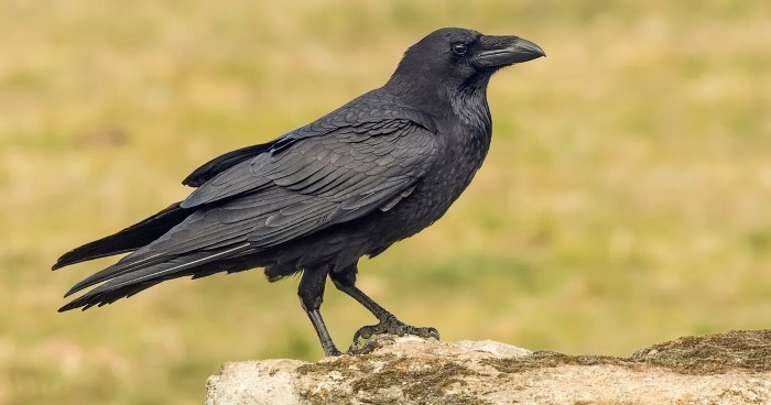 Symbolism of Black Birds in Culture