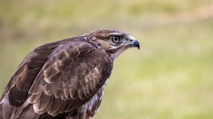 Threats Facing Raptors