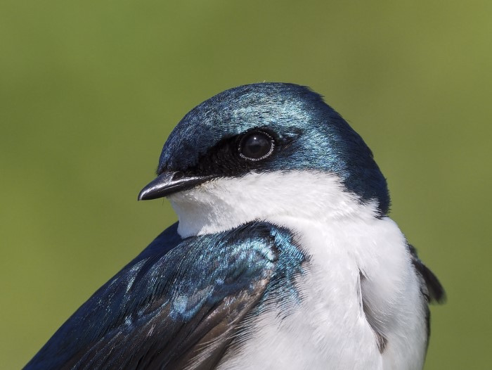 Tree Swallow Tachycineta bicolor
