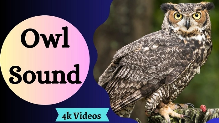 Types of Owl Sounds Used to Deter Birds