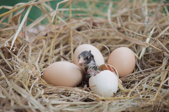 What Is Incubation
