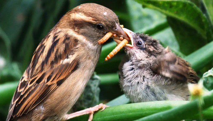 What Kinds of Beetles Do Birds Eat