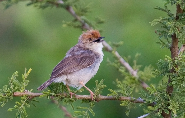 What Makes a Great Bird Name 1