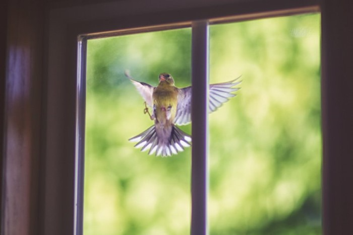 What to Do If a Bird Hits Your Window