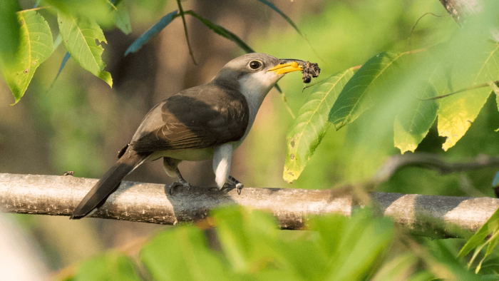 Why Beetles Are a Valuable Food Source for Birds