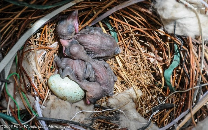 Why Do Birds Choose Unwanted Places to Nest